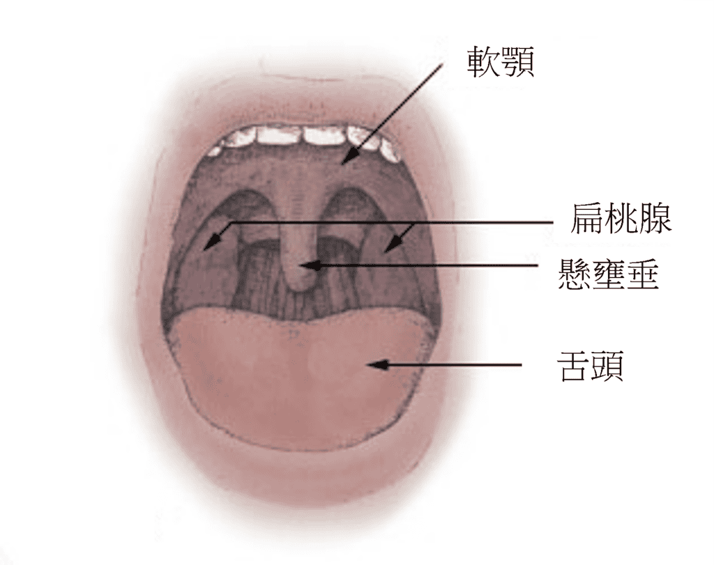 深喉嚨想吐是正常反應，深喉嚨口交真正取悅的是大腦不是陰莖 - 愛情教室